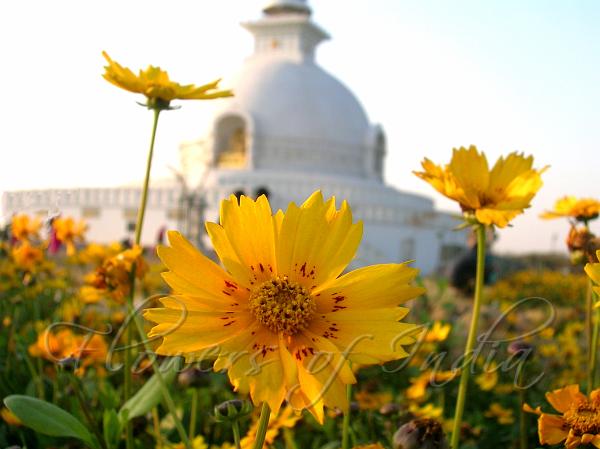 Mouse Ear Coreopsis